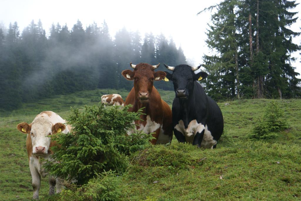 Das Sonneck Mühlbach am Hochkönig Buitenkant foto